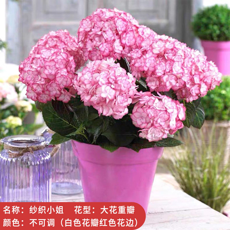 绣球花盆栽斗球树树苗苗小苗粉色欧洲中国玫瑰木绣球老桩麻球琼花