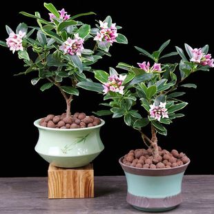 金边瑞香盆栽带花苞耐寒花卉四季常青植物瑞香花苗年宵花金边瑞香