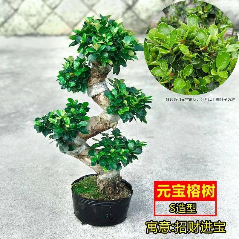 榕树金钱盆景老桩小叶榕苗木造型盆栽人参榕大叶易活提根绿植大树