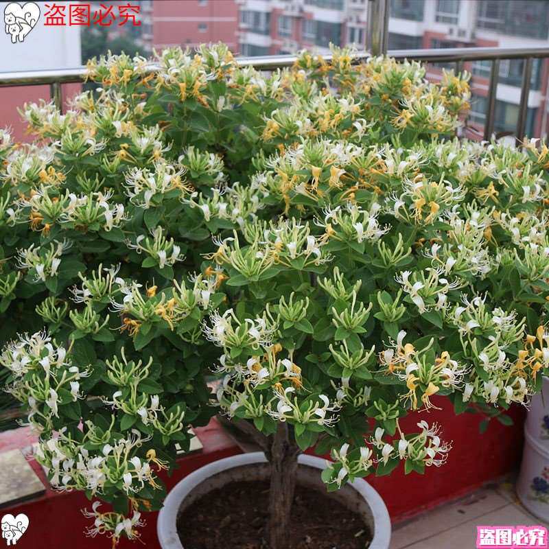 适合户外种植的花卉北方室外花冻耐寒冬季室外抗冻庭院四季四季青