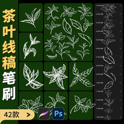 茶叶线稿procreate笔刷ps画笔茶叶手绘插画线条清新草本植物枝叶