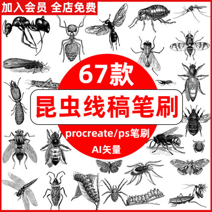 昆虫procreate笔刷ps笔刷蜘蛛蚂蚁蜻蜓蝴蝶蟑螂甲壳虫子线稿手绘