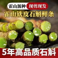 正宗安徽霍山铁皮石斛鲜条内山林下特优5年正品养生新鲜石斛条