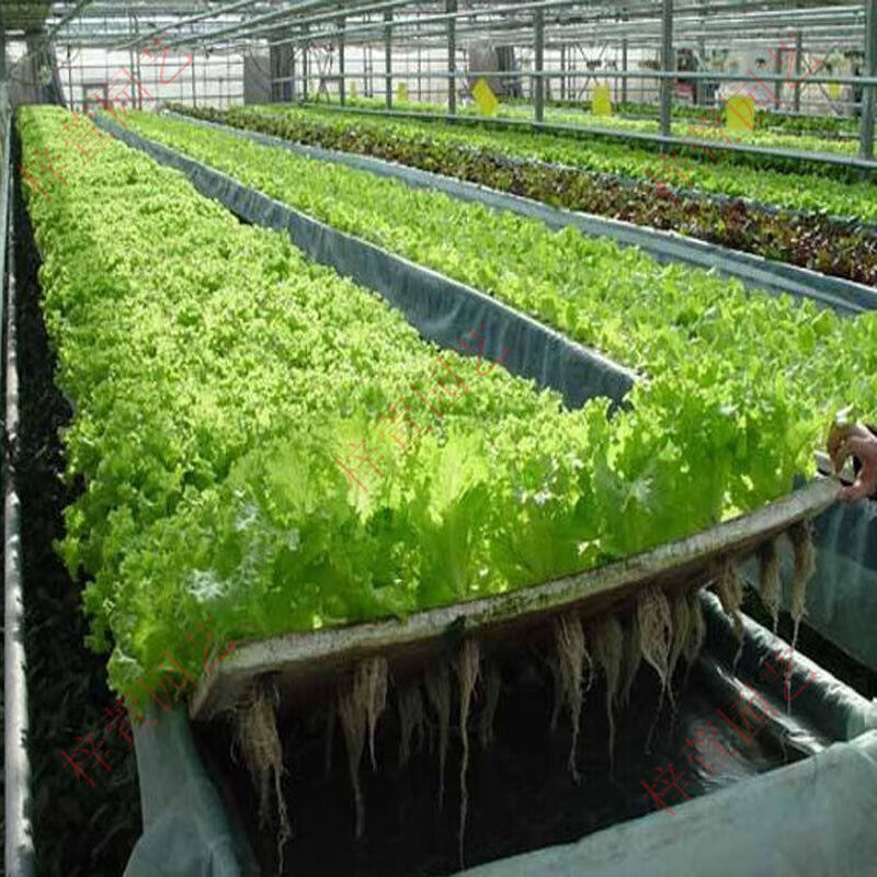 鱼塘无土栽培水上泡沫板水培蔬菜设备水耕种植绵定植篮漂浮板花盆