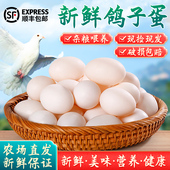 千里挑一 包邮 鸽蛋王 30枚750克以上纯粮散养鸽子蛋顺丰
