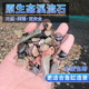 天然原生溪流石头水族鱼缸培菌底砂造景沙子南美缸水晶沙装 饰铺底