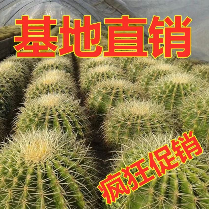 金琥美虎仙人球盆栽桌面室内办公室仙人掌开花多肉植物盆栽美观