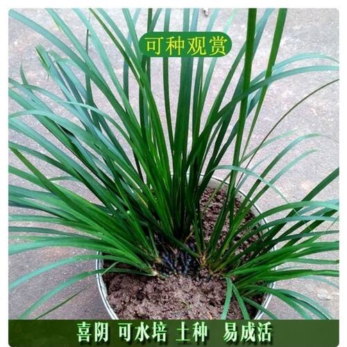 贵州新鲜五香草茴香菖蒲去腥提香四季可食用种植香料盆栽