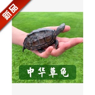 中华草龟活体乌龟宠物龟金线草龟外塘长寿龟小乌龟活物墨龟草龟苗