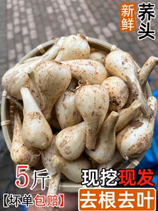 藠头新鲜荞头江西农家种植四川特产湖南酸辣藠头时令蔬菜