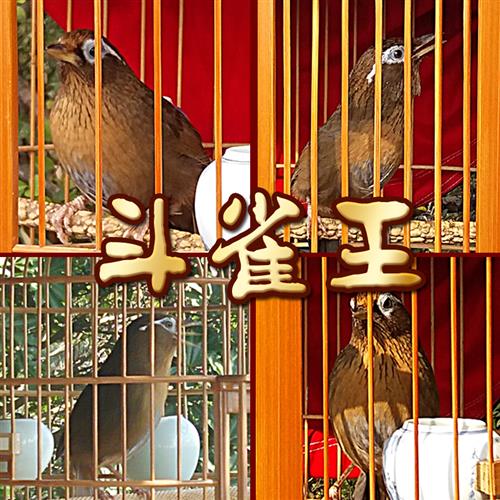斗雀王 营养壮膘饲料手工画眉鸟食专用饲料唱鸟料斗鸟料提性500克