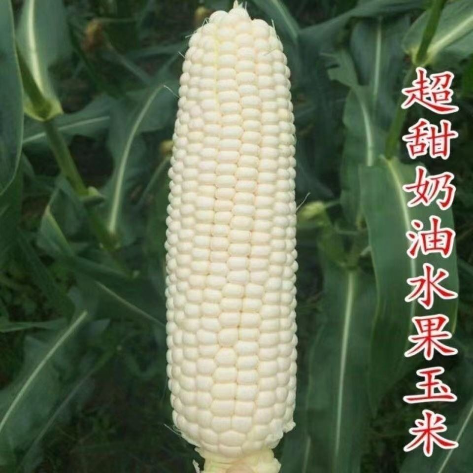 减脂餐主食粗粮0脂肪0卡无糖真正水果玉米非转基因雪甜水果玉米花青甜水果玉米种牛奶爆浆黑白中老年孕妇学生早餐轻食代餐