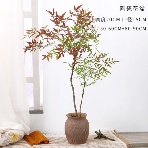 南天竹盆栽绿植老桩盆景客厅室内好养水养土培大型阳台耐寒植物