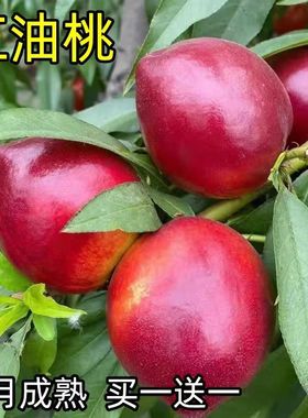 正宗早熟桃树苗红油特大桃苗黄肉油桃正宗嫁接蜜硕油桃树苗当年结