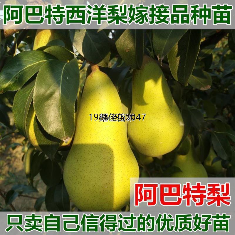 新品种嫁接梨树苗阿巴特梨苗活苗长颈葫芦形早熟香梨苗西果树果苗