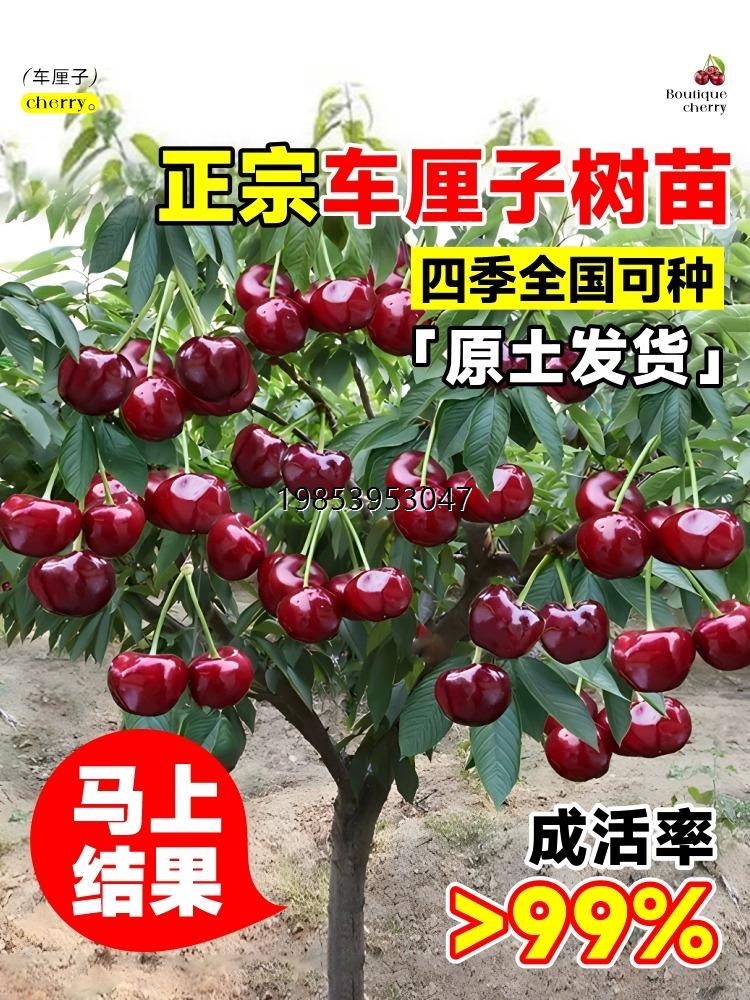 车厘子树苗樱桃树苖南方北方种植庭院盆栽果树矮化樱桃树大樱桃苗