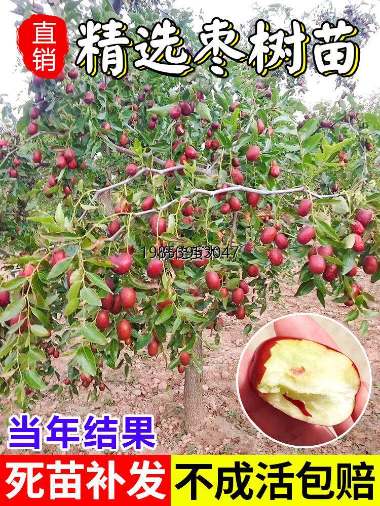 枣树活苗嫁接冬枣地栽果树果苗当年结果北方南方红枣超甜特大庭院