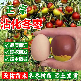 沾化冬枣树活苗特大嫁接苗超甜冬枣甜丝枣树果苗南北方种植带土
