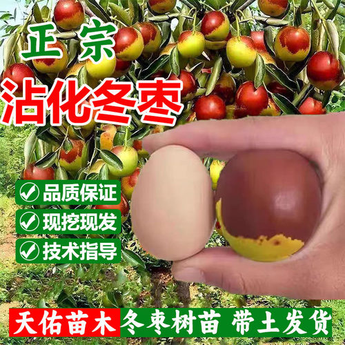 沾化冬枣耐寒耐旱带土嫁接苗