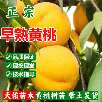 黄桃树苗桃树果苗嫁接苗冬桃油桃树果苗南北方种植桃苗当年结果
