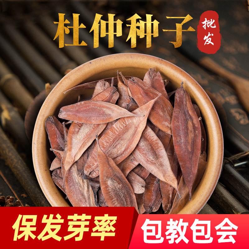 精选杜仲种子杜仲树种子新采杜仲种籽材杜仲丝棉皮胶树多年生