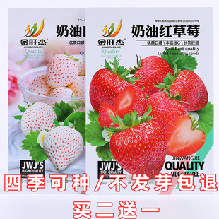 易活奶油红草莓种籽子大草莓种籽白草莓种子秋冬 家庭阳台盆栽四季