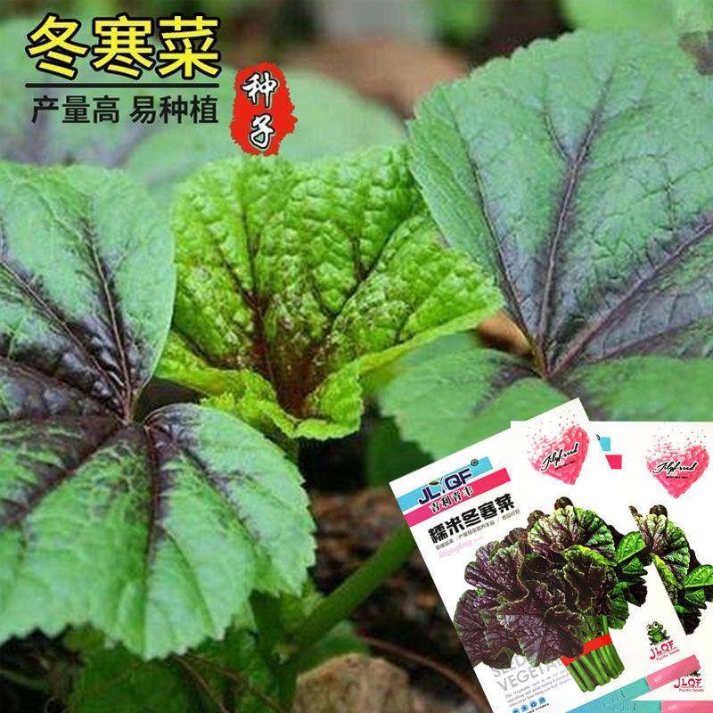 糯米冬寒菜种籽苋子天季蔬