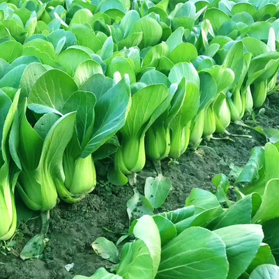 原种上海青子蔬菜籽孑鸡毛