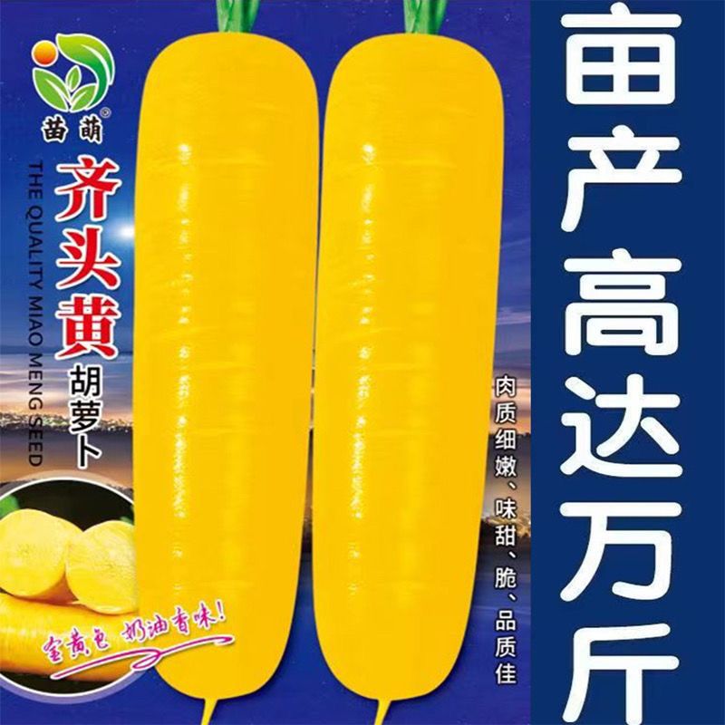 齐头黄胡萝卜种子新鲜西洋