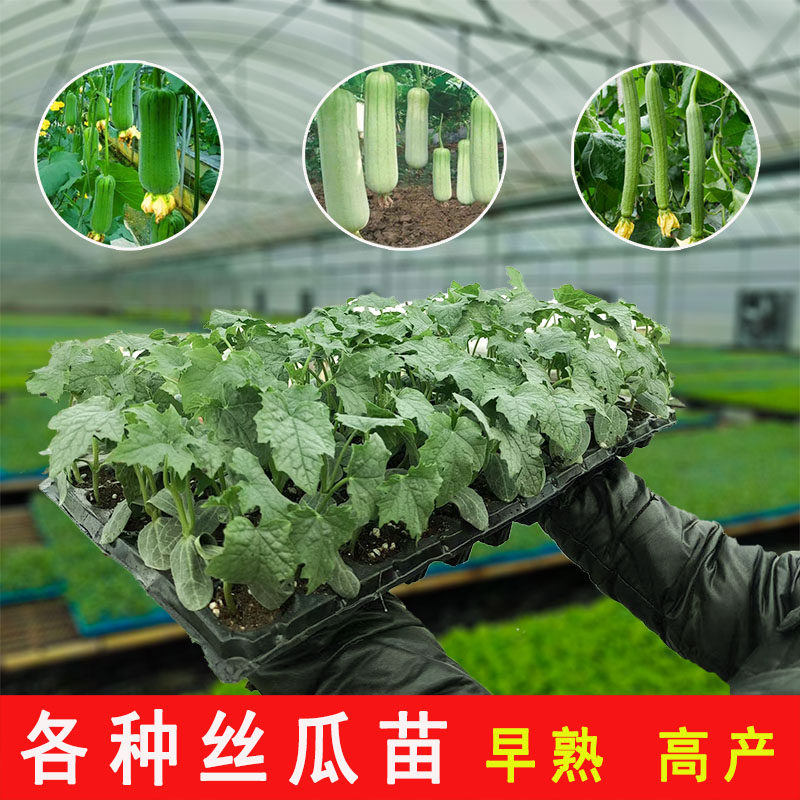 丝瓜苗秧苗西葫芦苹果苦瓜圣女果番茄冬瓜秋葵贝贝蜜本南瓜蔬菜苗