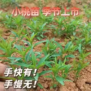 1000株毛桃芽苗小苗毛桃树苗桃树实生苗李子树嫁接砧木