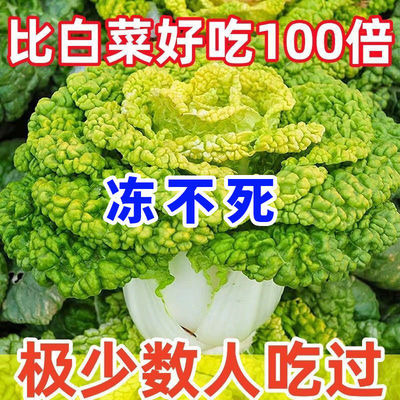 耐寒黄心乌塌菜菊花大白农