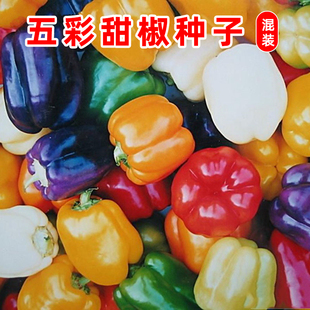 五彩甜椒种子 辣椒庭院阳台播种盆栽蔬果蔬菜种子 灯笼彩椒苗四季