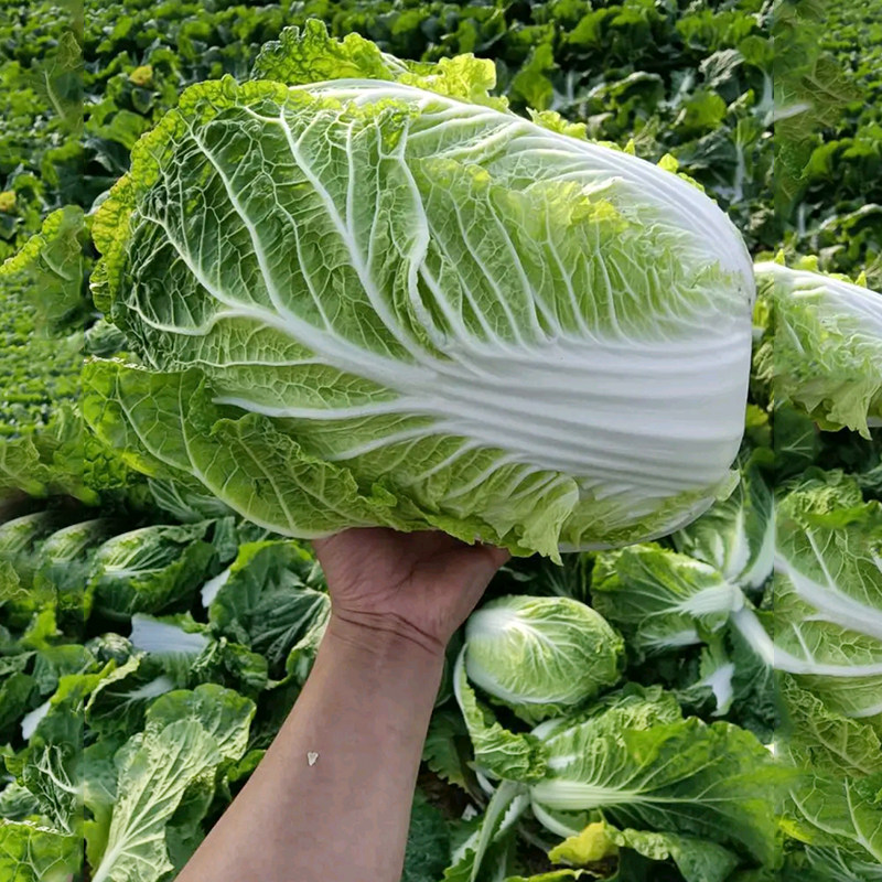 丰抗70天大白菜种子包心大白菜种籽蔬菜孑秋白菜籽80天90天白菜