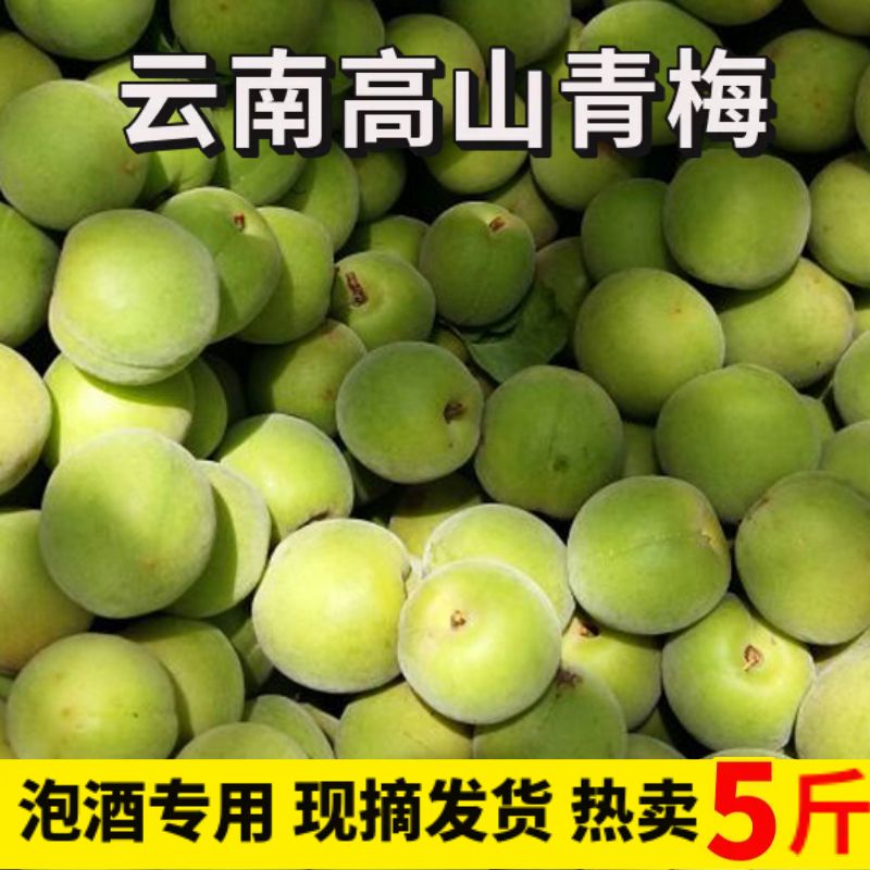 现摘云南高山野生青梅鲜果泡酒酵素果酱专用生酸梅子果农直发