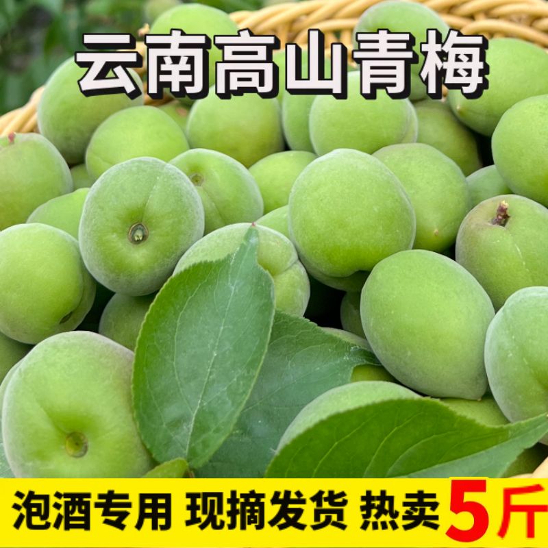 云南高山新鲜青梅果野生酸梅子泡酒专用酵素梅子酱鲜果散装果农发