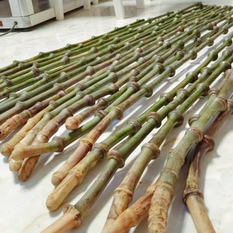 筇竹杖文人竹杖收藏品罗汉竹工艺品原始森林生长