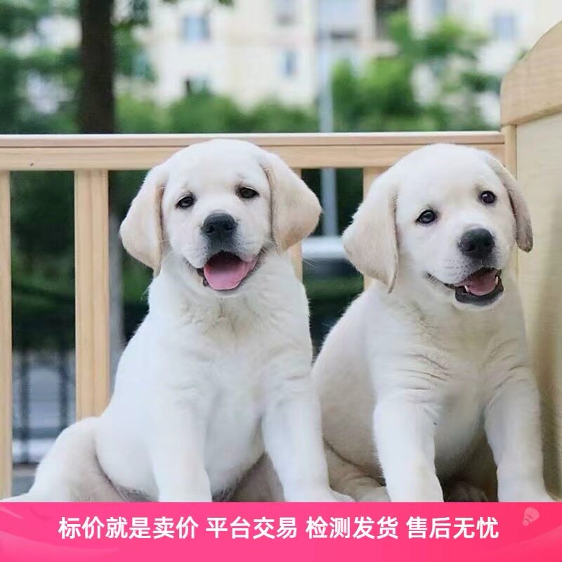 拉布拉多幼犬小狗狗活体宠物狗纯种白色拉布拉多犬活体狗神犬小七