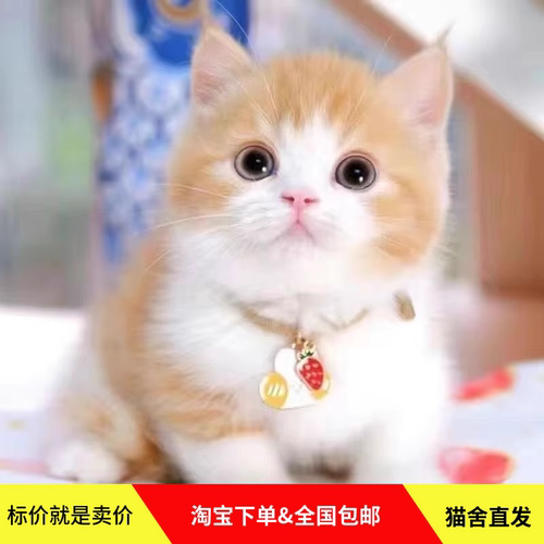 狸花猫幼崽】价格_图片_淘宝天猫狸花猫幼崽优惠商品大全(2) - 虎窝淘
