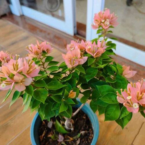 三角梅盆栽带花绿植红樱飘枝四季开花苗客厅室内阳台绿植物