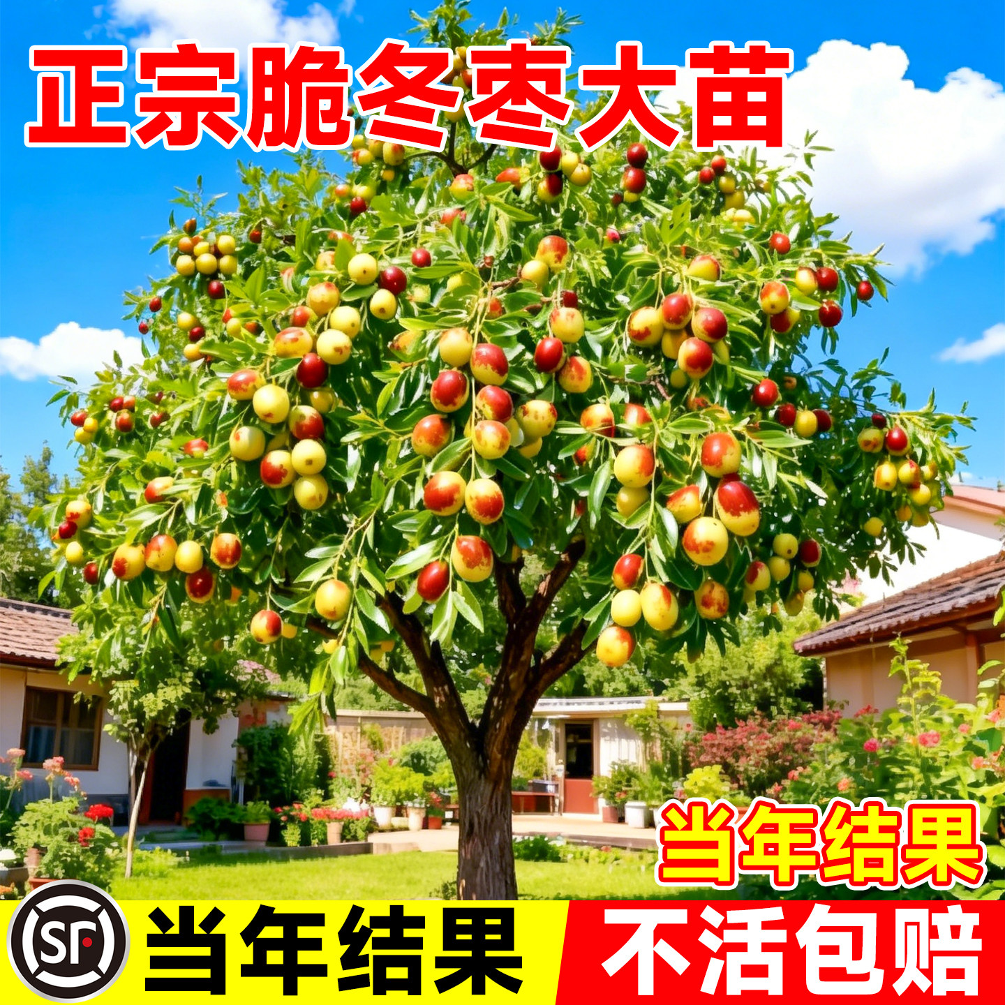 枣树活苗大枣超甜特大带土球沾化冬枣南北方耐寒庭院地栽嫁接果树
