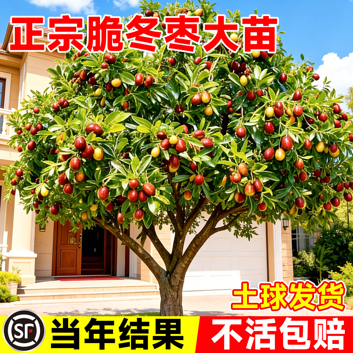 枣树活苗大枣超甜特大带土球沾化冬枣南北方耐寒庭院地栽嫁接果树