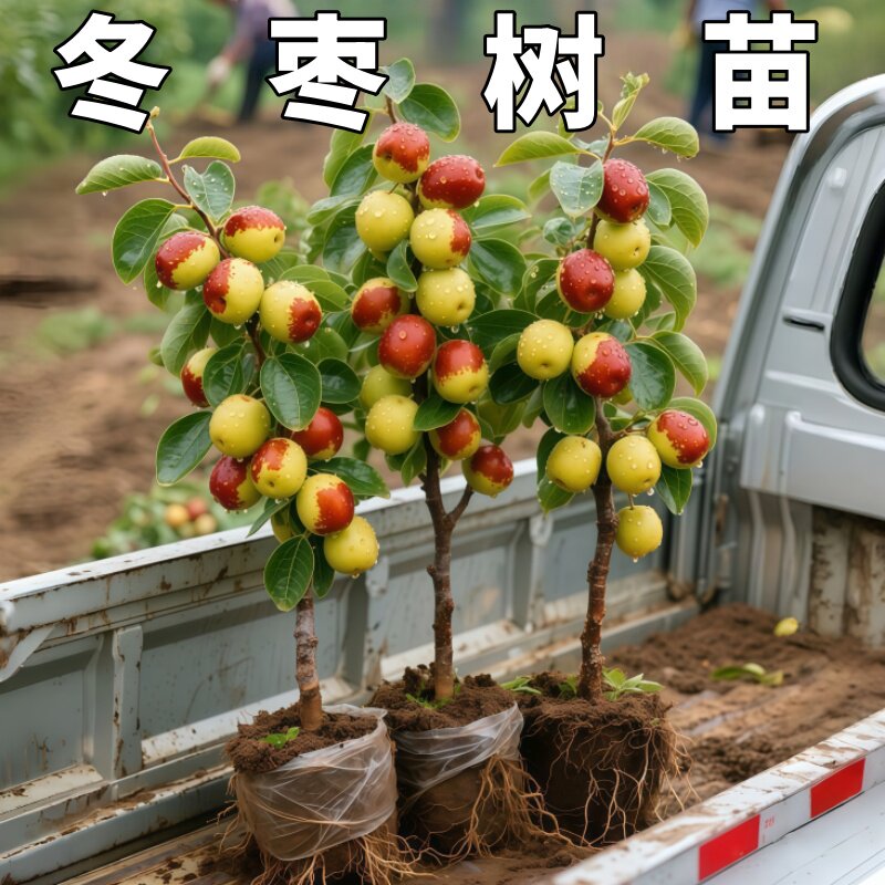 枣树活苗大枣带土球南北方沾化冬枣大树庭院矮化嫁接苗超甜特大号