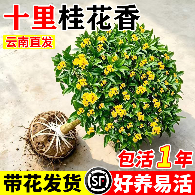 四季桂花树苗盆栽老桩花卉八月桂室内客厅绿植好养阳台浓香型植物