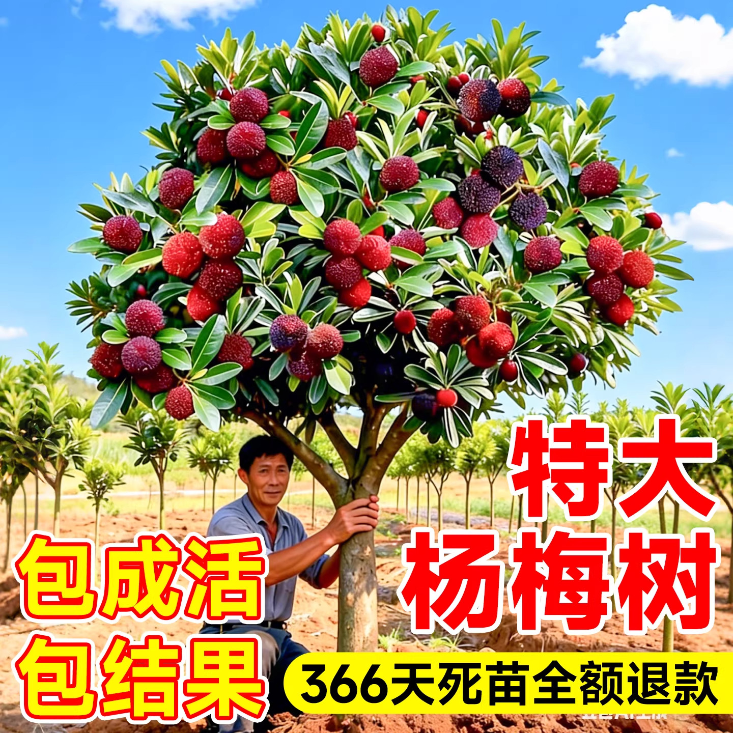 正宗杨梅树苗地栽嫁接苗东魁浙江仙居黑炭特大果树南北方四季种植