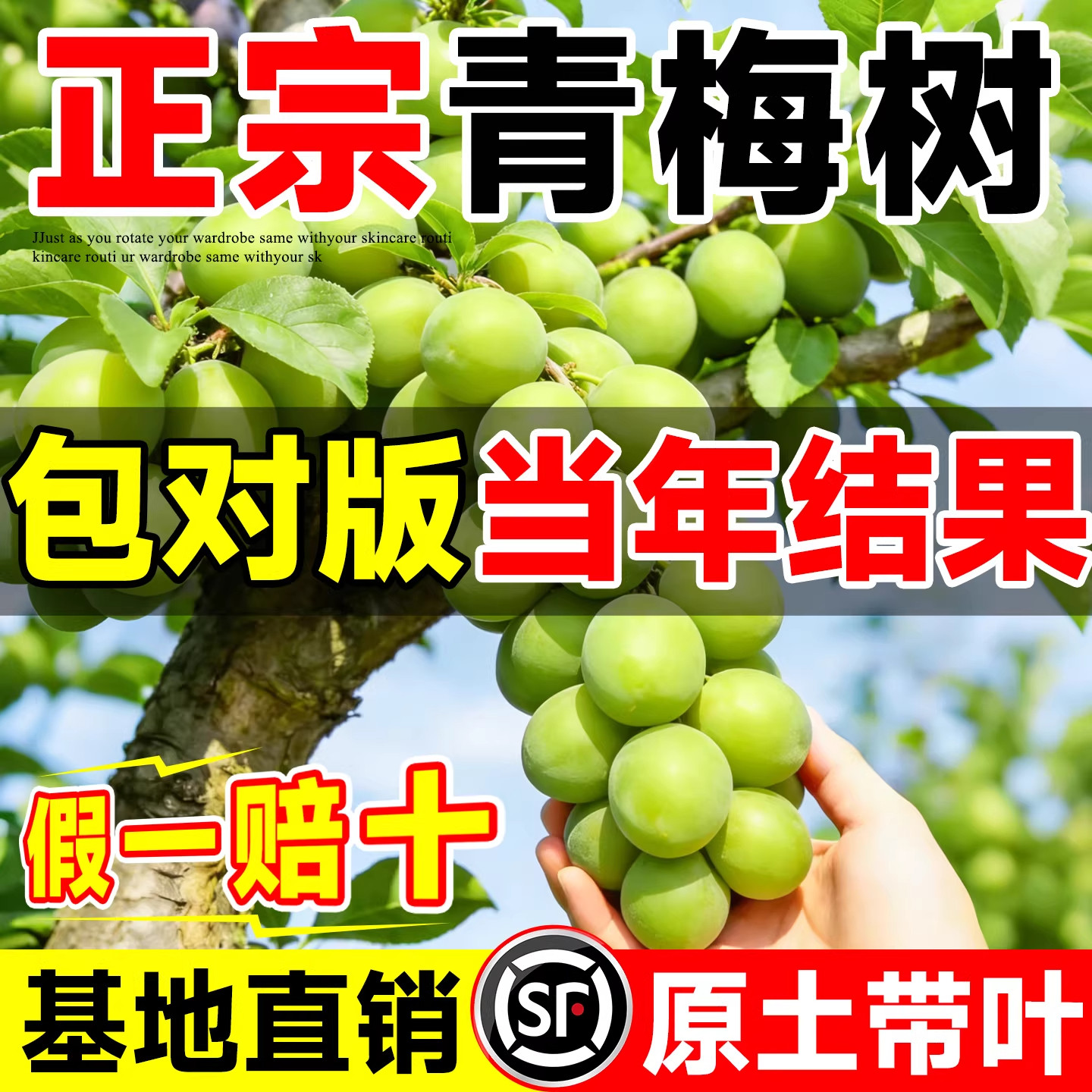 青梅嫁接树苗特大果梅子南高梅庭院景观地栽盆栽南北方种植青梅酒