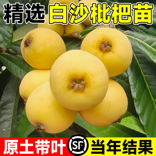 白沙枇杷苗耐寒大果嫁接当年果