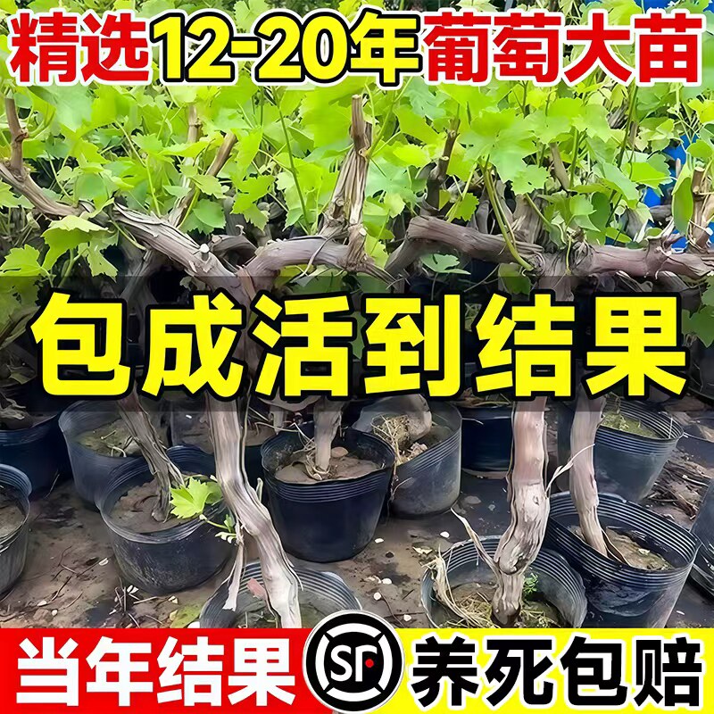 巨峰葡萄树苖特大老桩阳光玫瑰盆栽南方北方庭院种植地栽爬藤杯苗