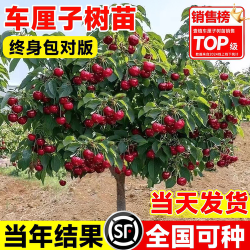 正宗车厘子树苗大樱桃果嫁