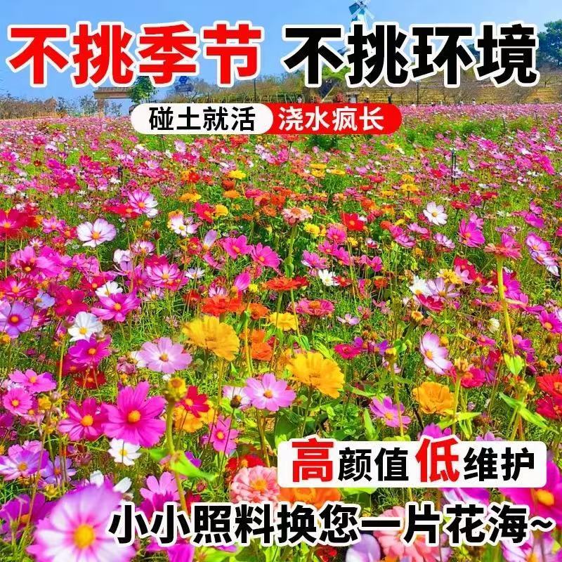 野花组合种籽花海种子四季混合型